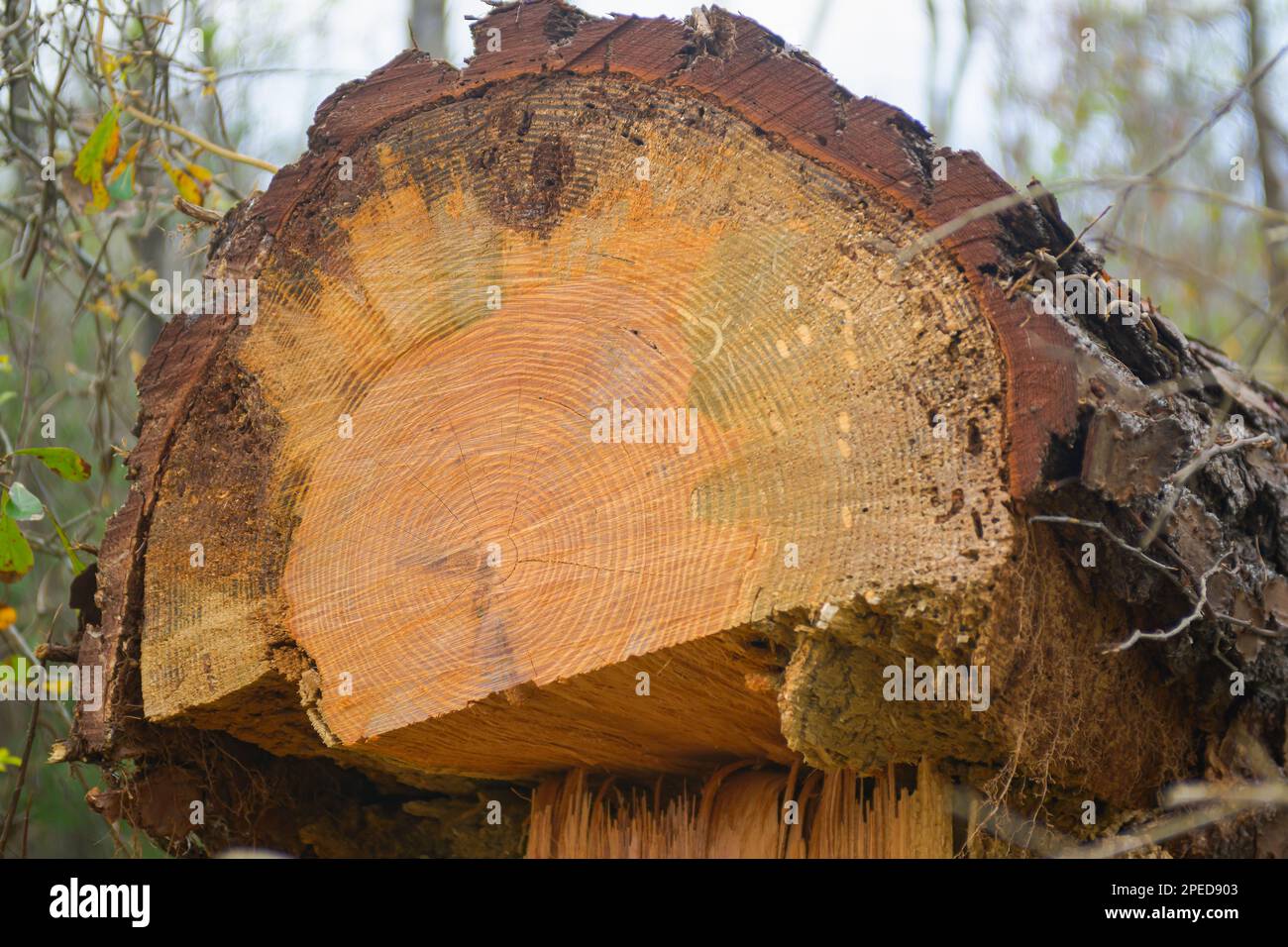 Kiefernbaum, der mit einer Kettensäge gefällt wurde Stockfoto
