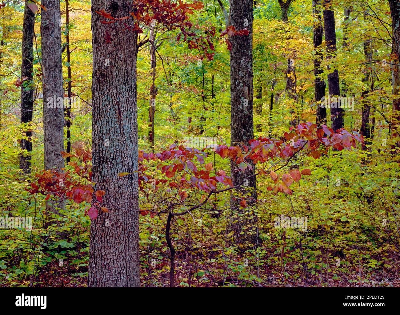 Ein Herbstwald im Cowens Gap State Park in Fulton County, Pennsylvania Stockfoto