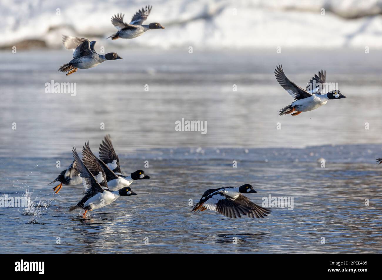 (Ottawa, Kanada---15. März 2023) Common goldeneye am Rideau River. Foto Copyright 2023 Sean Burges / Mundo Sport Images. Bei Buchung auf SOC Stockfoto