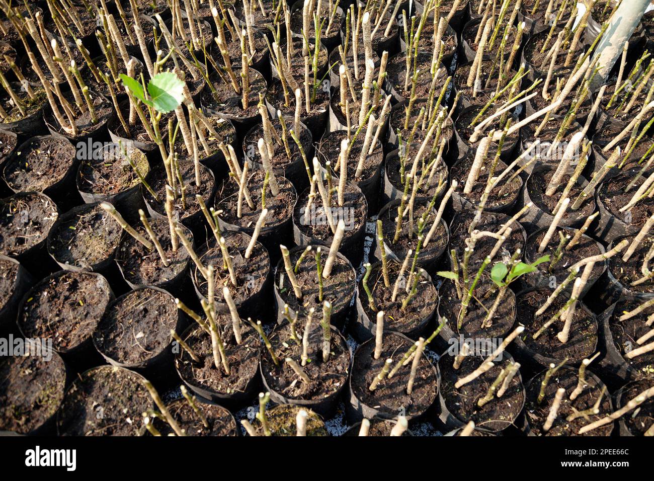 Viele Stecklinge, die in Töpfen in einer Baumschule gepflanzt wurden. Strauchstämme wachsen in einem Treibhaus für den Einzelhandel Stockfoto