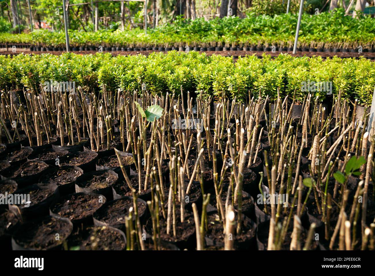 Viele Stecklinge, die in Töpfen in einer Baumschule gepflanzt wurden. Strauchstämme wachsen in einem Treibhaus für den Einzelhandel Stockfoto