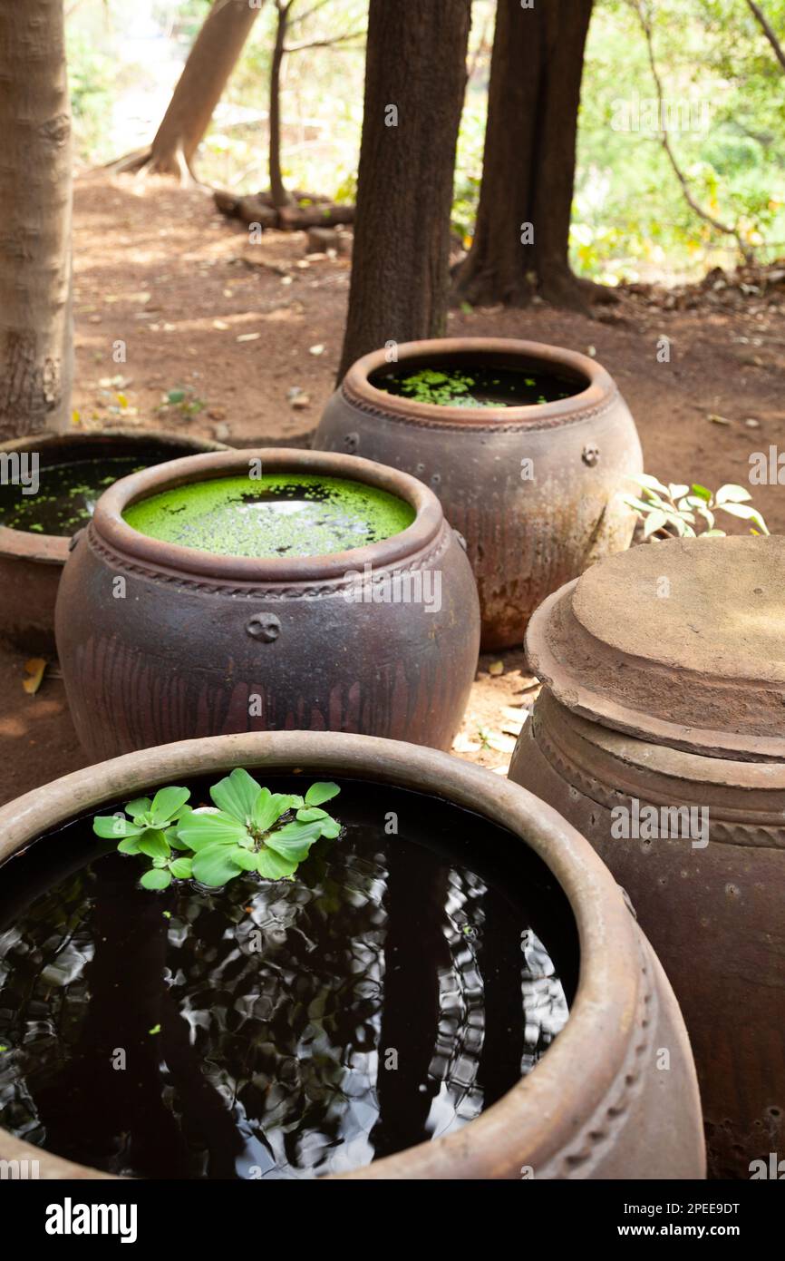 Große Keramiktöpfe zur Aufbewahrung von Wasser im Freien. Große dekorative Tonfässer mit Wasserpflanzen Stockfoto