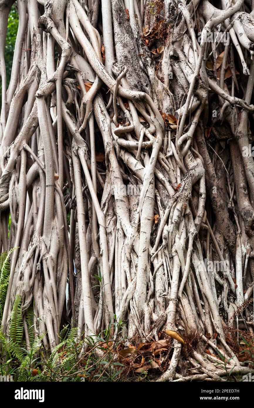 Ein riesiger alter banyan-Baum mit verwickelten Stämmen. Bedrohliches Zauberwaldkonzept Stockfoto