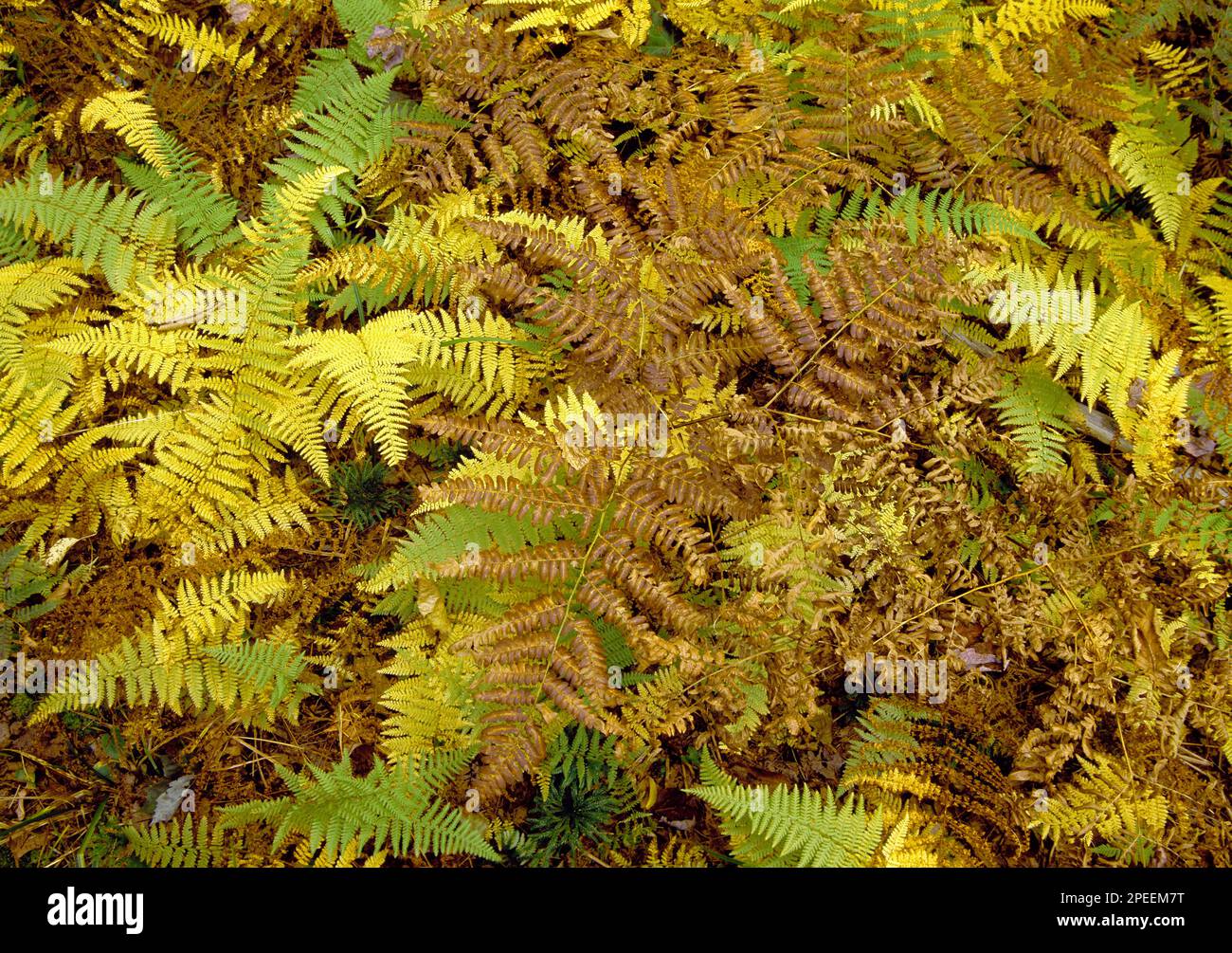 Heuduft und Bracken Farn im Herbst im Gallitzin State Forest, Pennsylvania Stockfoto