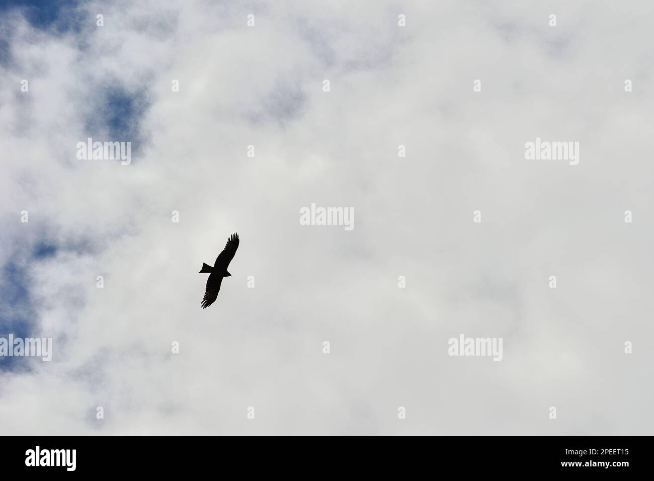 Ein Falke breitet seine Flügel und Kreise kontinuierlich am Himmel der Kalajun-Prärie in Xinjiang aus Stockfoto