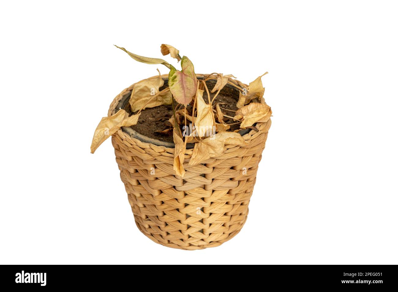 Syngonium-Pflanze mit trockenen Blättern auf weißem Hintergrund Stockfoto