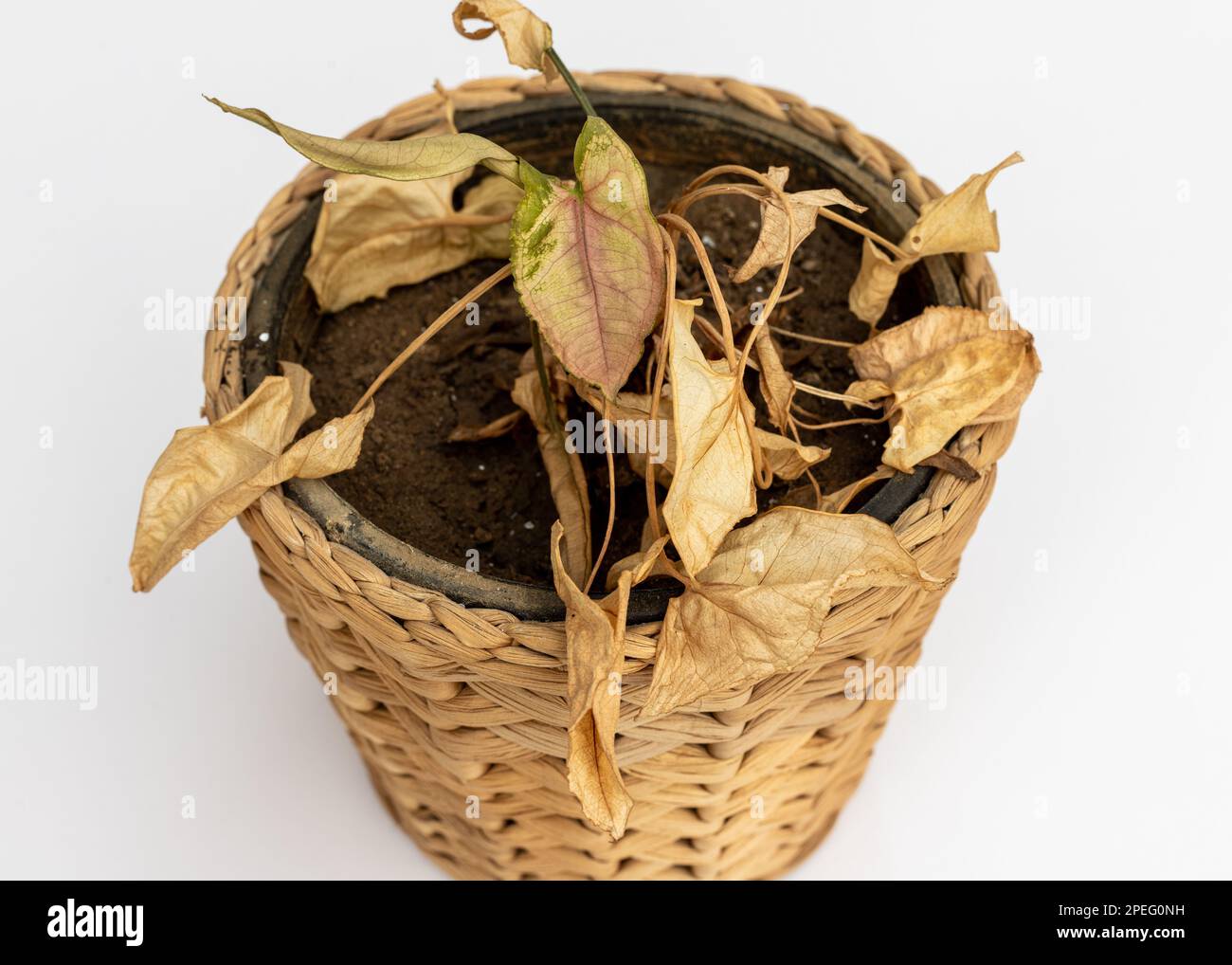 Arrowhead-Pflanze mit trockenen Blättern in einem Topf auf isoliertem weißem Hintergrund Stockfoto