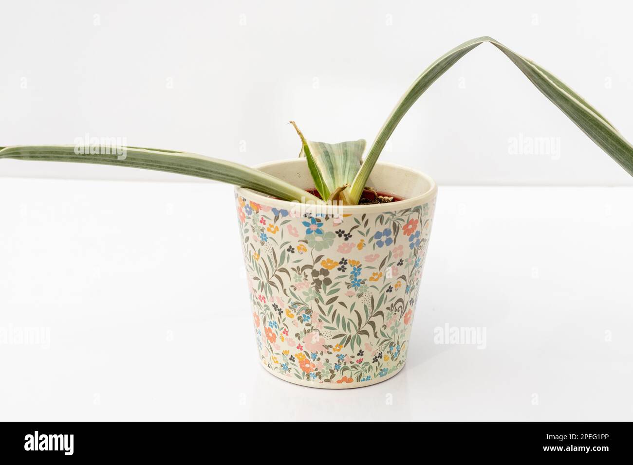 Sansevieria-Weiße Schlangenpflanze, Wurzelfäule in einem Keramiktopf, isoliert auf weißem Hintergrund Stockfoto