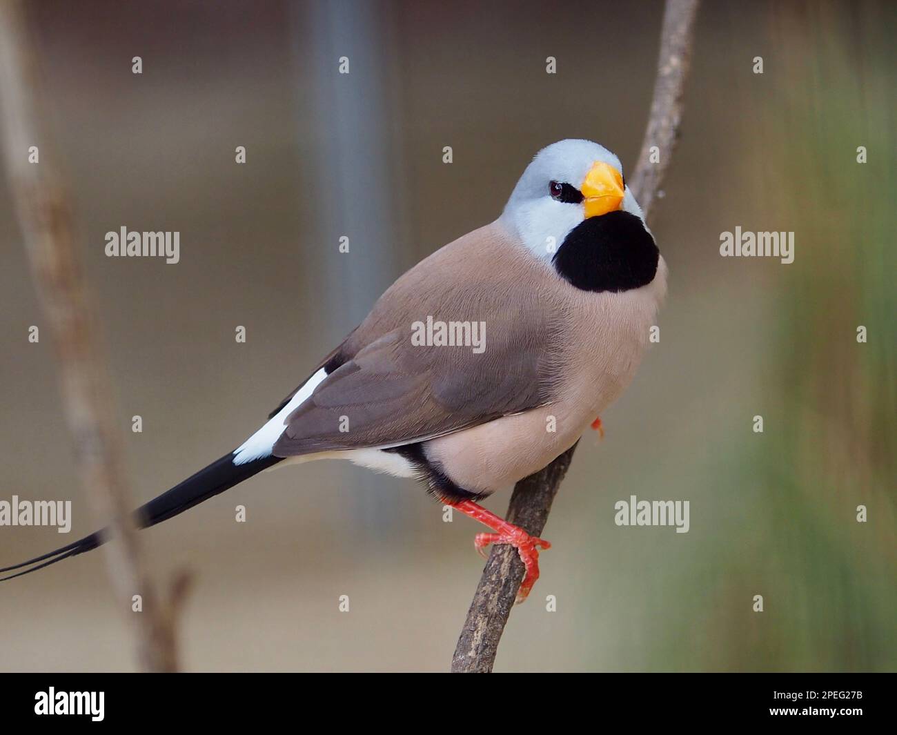 Charmanter aktiver Langschwanz-Finch mit leuchtenden Augen und tadellosem Gefieder. Stockfoto