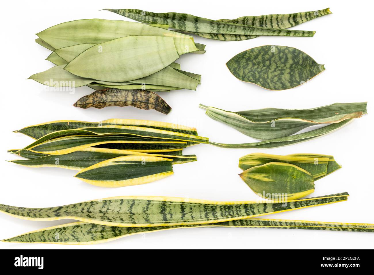Die Blätter der Sensaveria-Schlangenpflanze werden auf isoliertem weißem Hintergrund gemischt Stockfoto