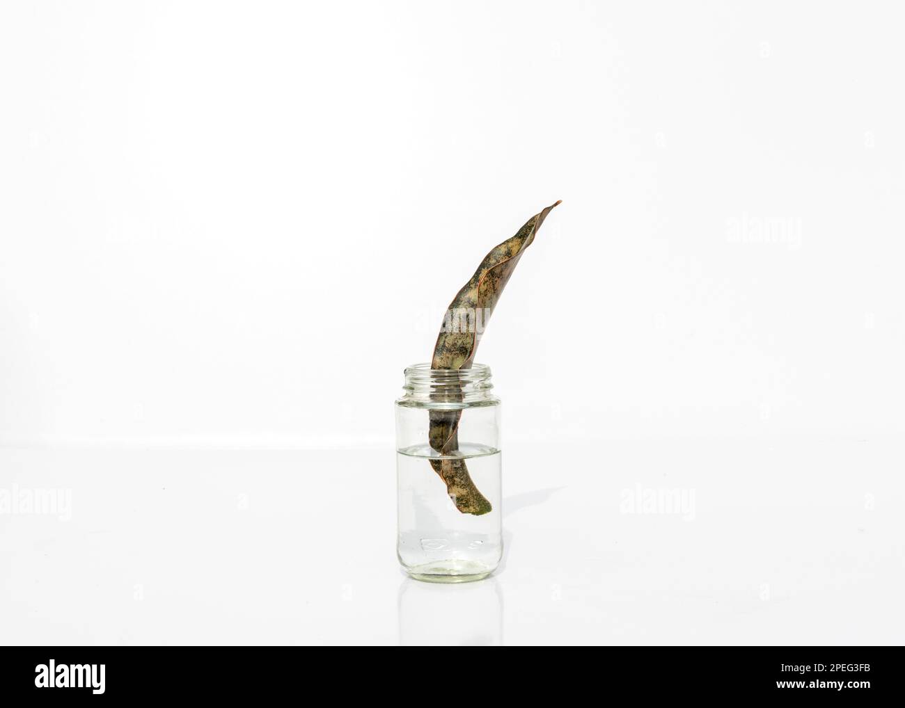 Vermehrung der Schlangenpflanze Sansevieria Coppertone kikii oulchara in einem Glas Wasser Stockfoto