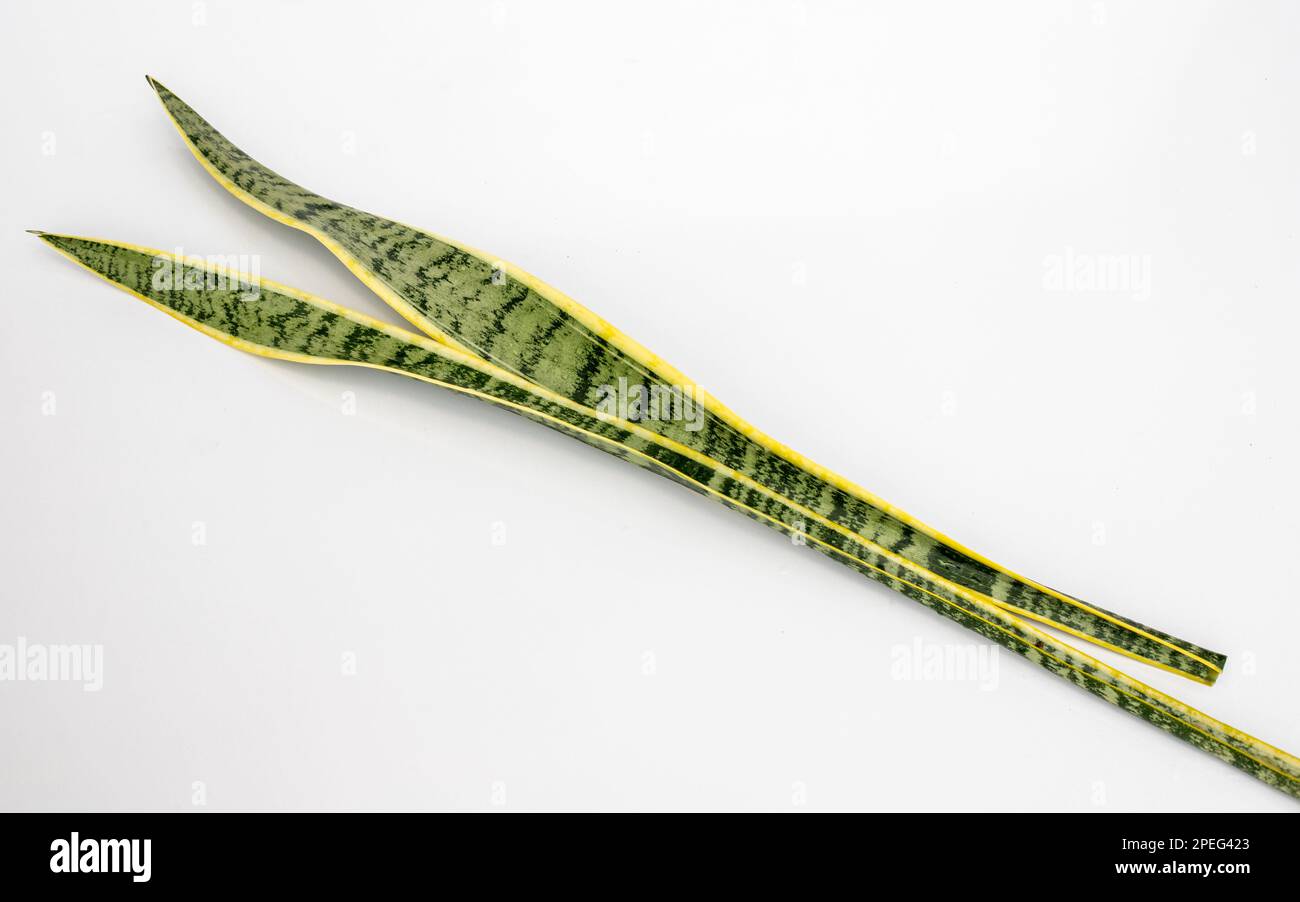 Die Schlangenpflanze Sansevieria trifasciata Laurentii hinterlässt eine Nahaufnahme auf weißem Hintergrund isoliert Stockfoto