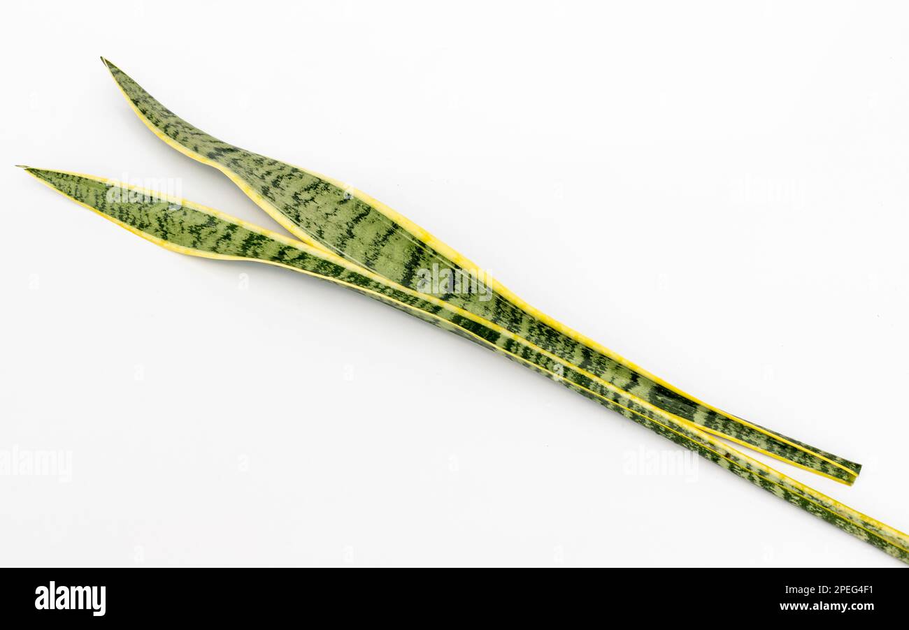 Die Schlangenpflanze Sansevieria trifasciata Laurentii hinterlässt eine Nahaufnahme auf weißem Hintergrund isoliert Stockfoto