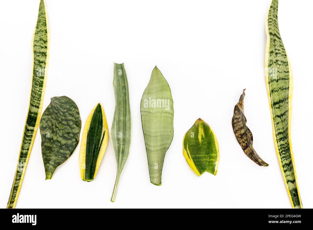 Mischsorten Schlangenpflanze Blätter isoliert auf weißem Hintergrund Stockfoto