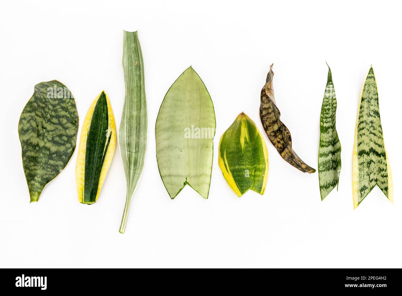Mischsorten Schlangenpflanze Blätter isoliert auf weißem Hintergrund Stockfoto