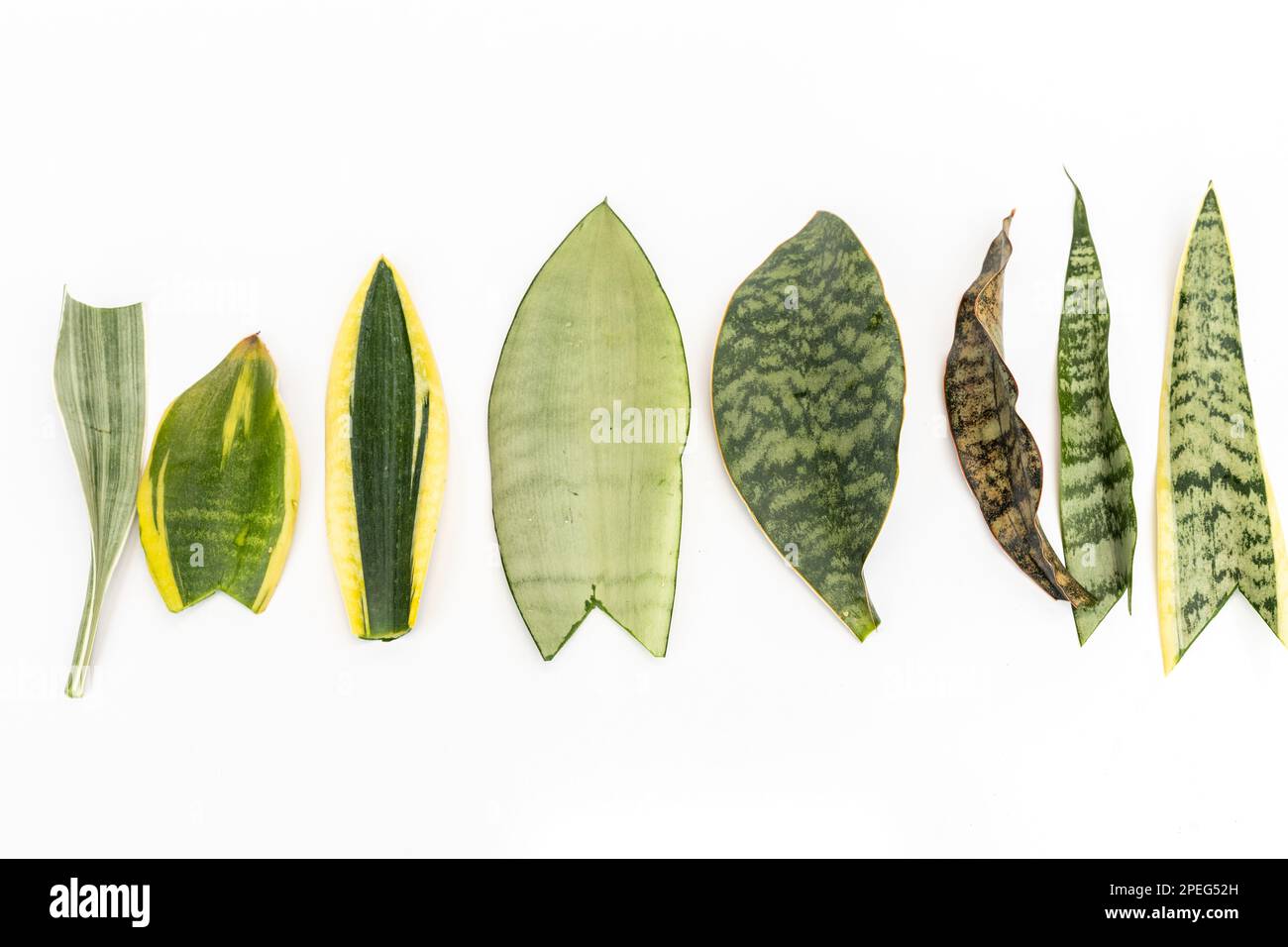 Verschiedene Arten von Schlangenpflanzenblättern auf weißem Hintergrund mit Blick aus einem hohen Winkel Stockfoto