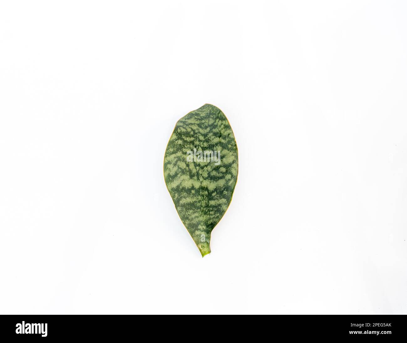 Sansevieria masoniana Walflossen-Schlangenpflanzenblätter auf weißem isoliertem Hintergrund Stockfoto