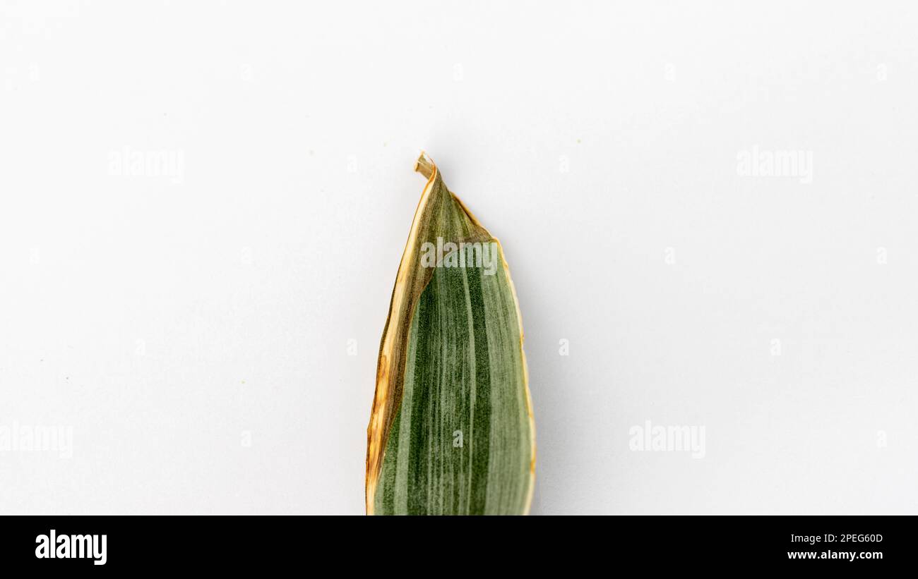 Vergilbte Spitze eines Schlangenpflanzenblattes auf weißem isoliertem Hintergrund Stockfoto
