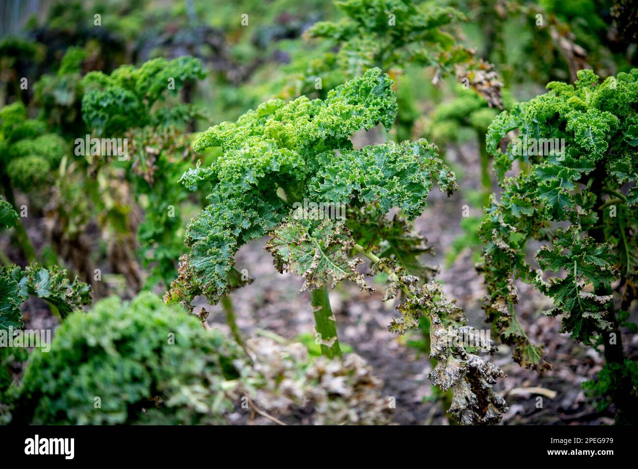 Oldenburg, Deutschland. 02. März 2023. Grünkohl wächst in einem Versuchsfeld an der Universität Oldenburg. Christoph Hahn, der einen Doktortitel in Biologie innehat, hat Kohlsorten aus der ganzen Welt auf ihre Zutaten untersucht. Die Universität forscht seit etwa zehn Jahren über Wintergemüse. (Zu dpa ''Doctor Kale' züchtet die perfekte Oldenburg Palm') Credit: Hauke-Christian Dittrich/dpa/Alamy Live News Stockfoto