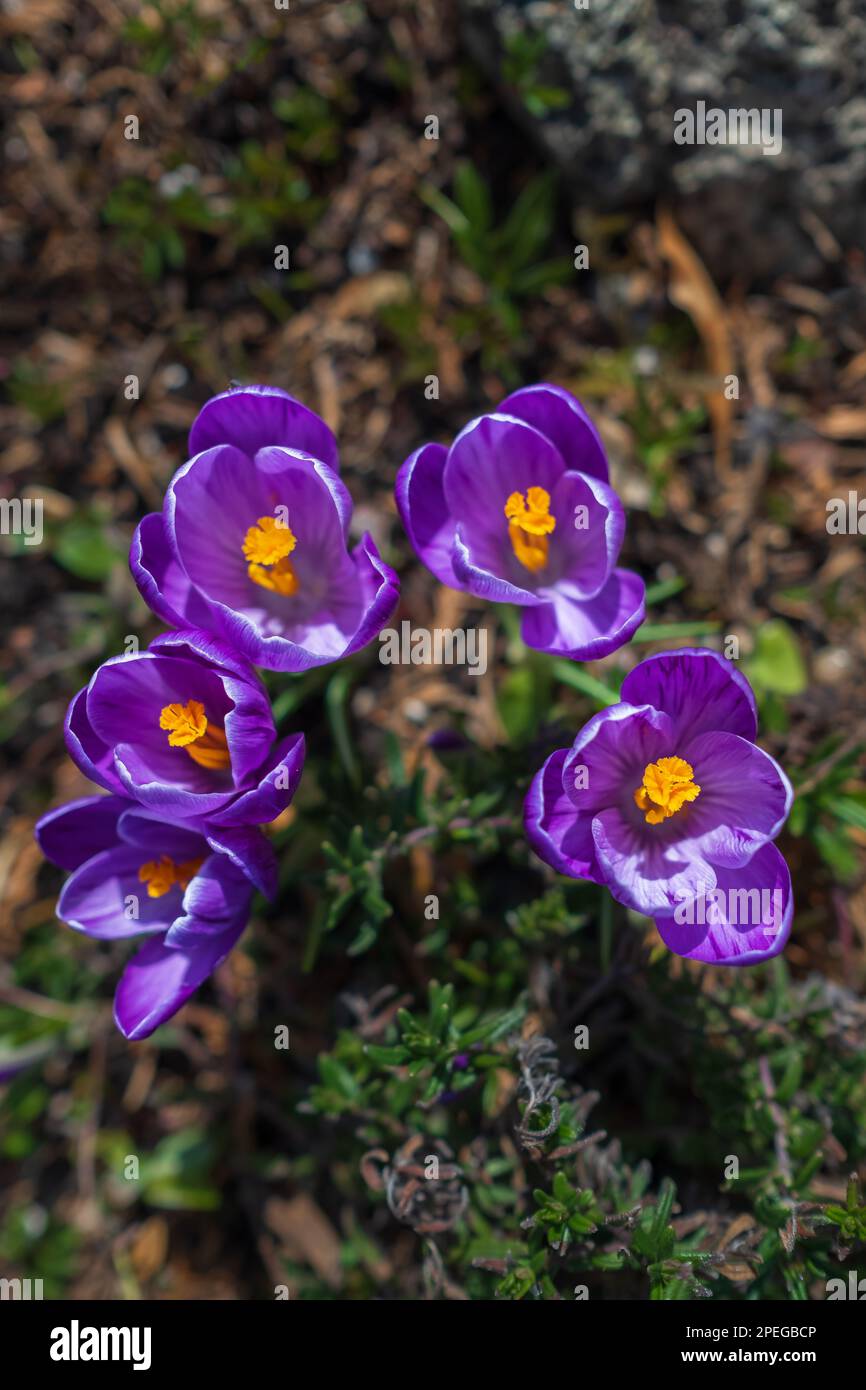 Frühjahrsgrunzen. Blühende Krokusse auf einer grünen Wiese. Krokusse als Symbol des Frühlings. Blühendes lila Crocus. Lila Crocus Iridaceae - Die Iris-Familie Stockfoto