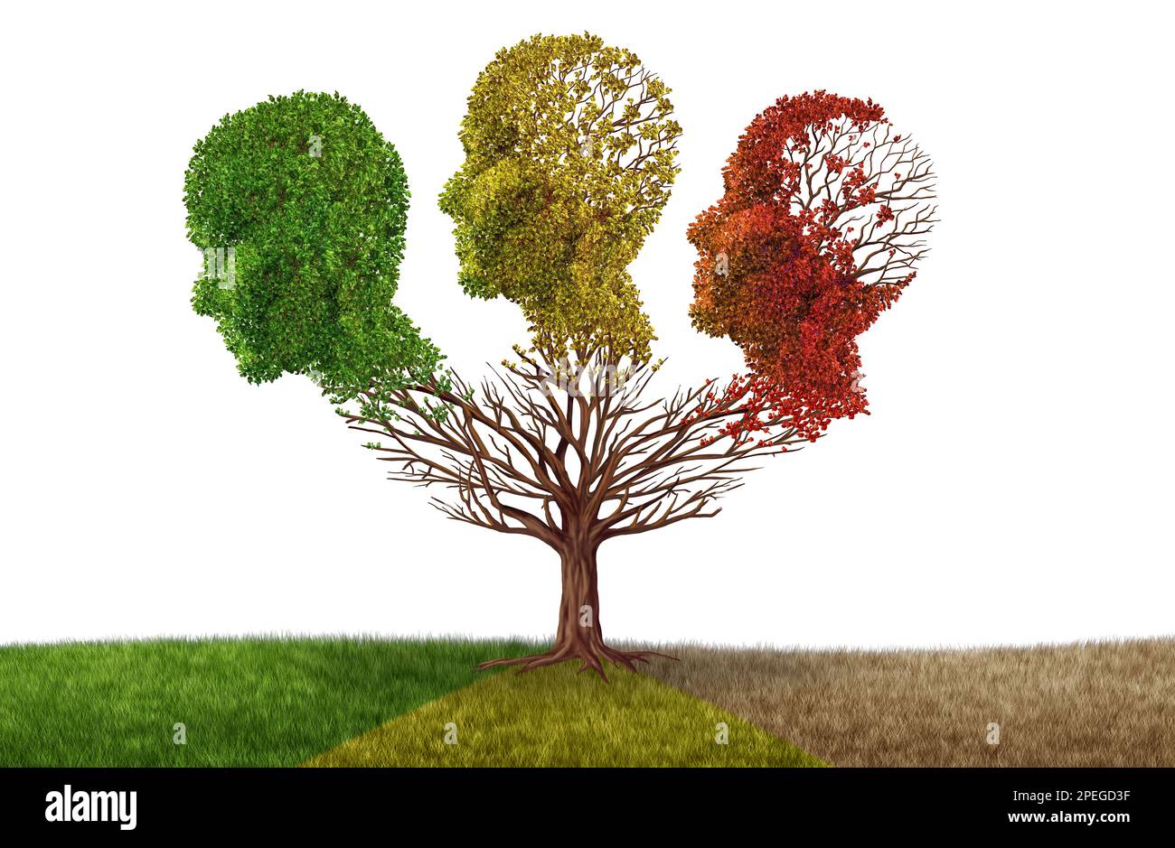 Gehirnatrophie und Alterung des Geistes oder Gedächtnisverlust aufgrund von Demenz und Alzheimer-Krankheit oder kognitiver Rückgang als fallende Bäume in Gestalt eines Menschen Stockfoto