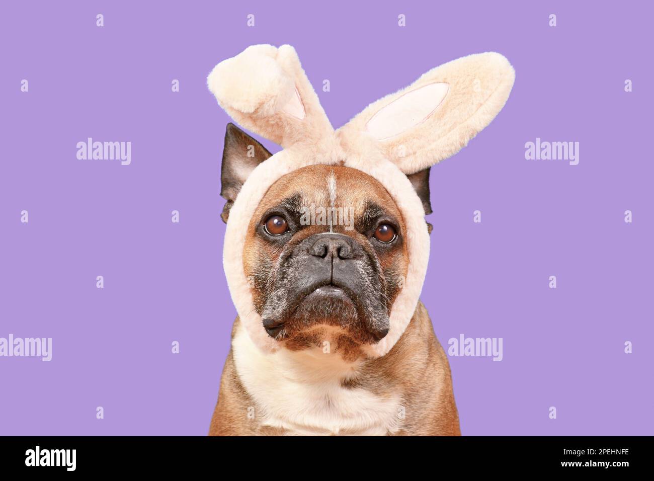 Französischer Bulldog mit Osterhäschen-Kostüm Ohren Stirnband auf violettem Hintergrund Stockfoto