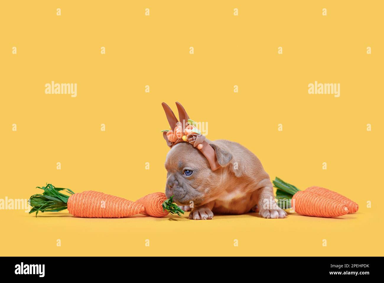 Hundewelpen von Fawn French Bulldog, verkleidet als Osterhasen, mit Kopfband und Karotten auf gelbem Hintergrund mit Kopierbereich Stockfoto