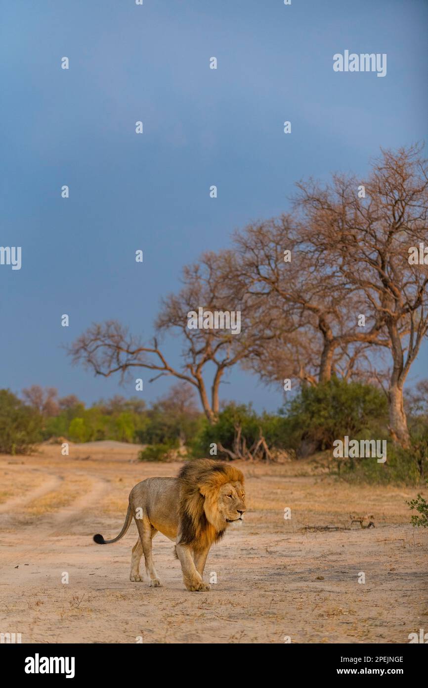 Ein großer männlicher Löwe, Panther Leo, wurde im Hwange-Nationalpark Simbabwes gesehen. Stockfoto