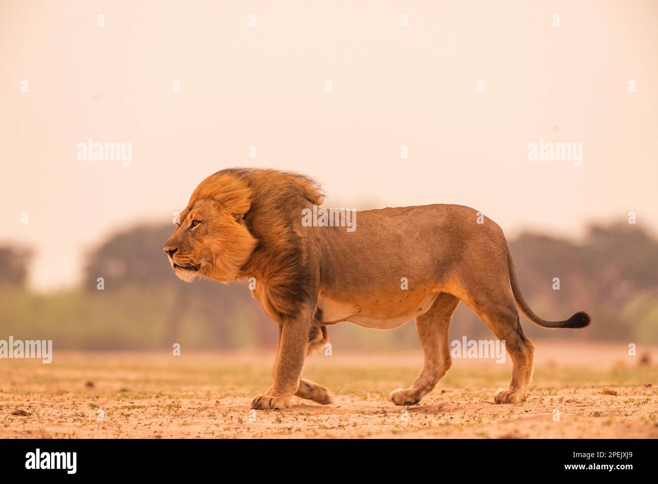 Ein großer männlicher Löwe, Panther Leo, wurde im Hwange-Nationalpark Simbabwes gesehen. Stockfoto