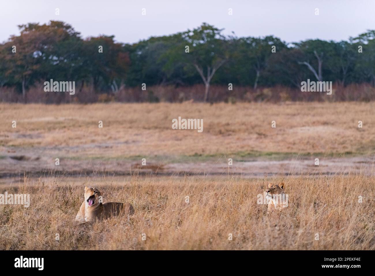 Eine Löwe, Panthera Leo, wird im Hwange-Nationalpark Simbabwes gesehen. Stockfoto