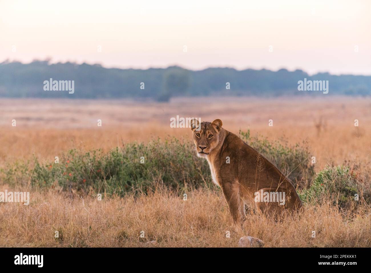 Eine Löwe, Panthera Leo, wird im Hwange-Nationalpark Simbabwes gesehen. Stockfoto