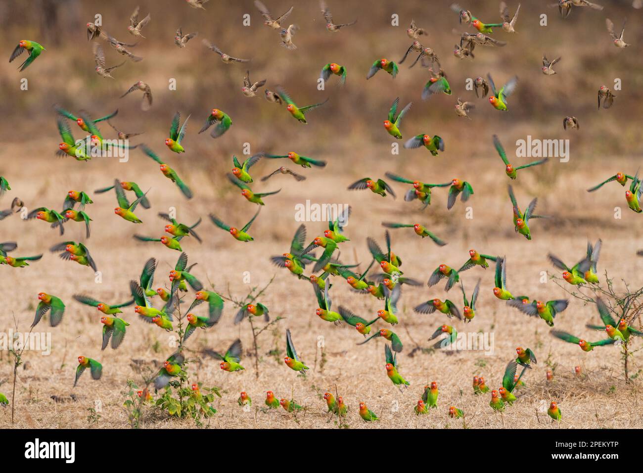 Eine große Schar von Lilians Lovebirds fliegen im Mana Pools National Park in Simbabwe. Stockfoto