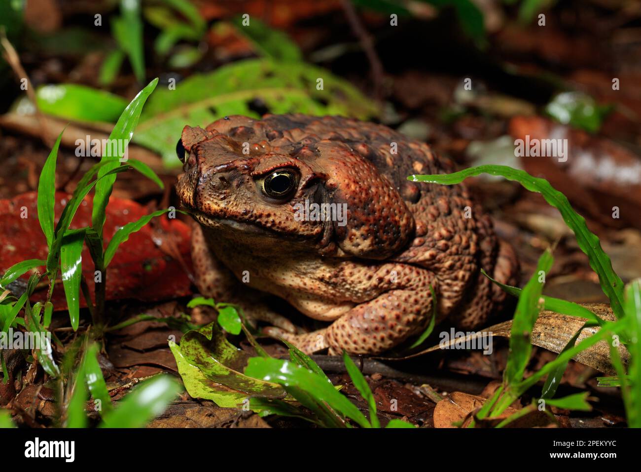 Cane Toad (Rhinella marinus) Wooroonooran National Park, Queensland, Australien Stockfoto