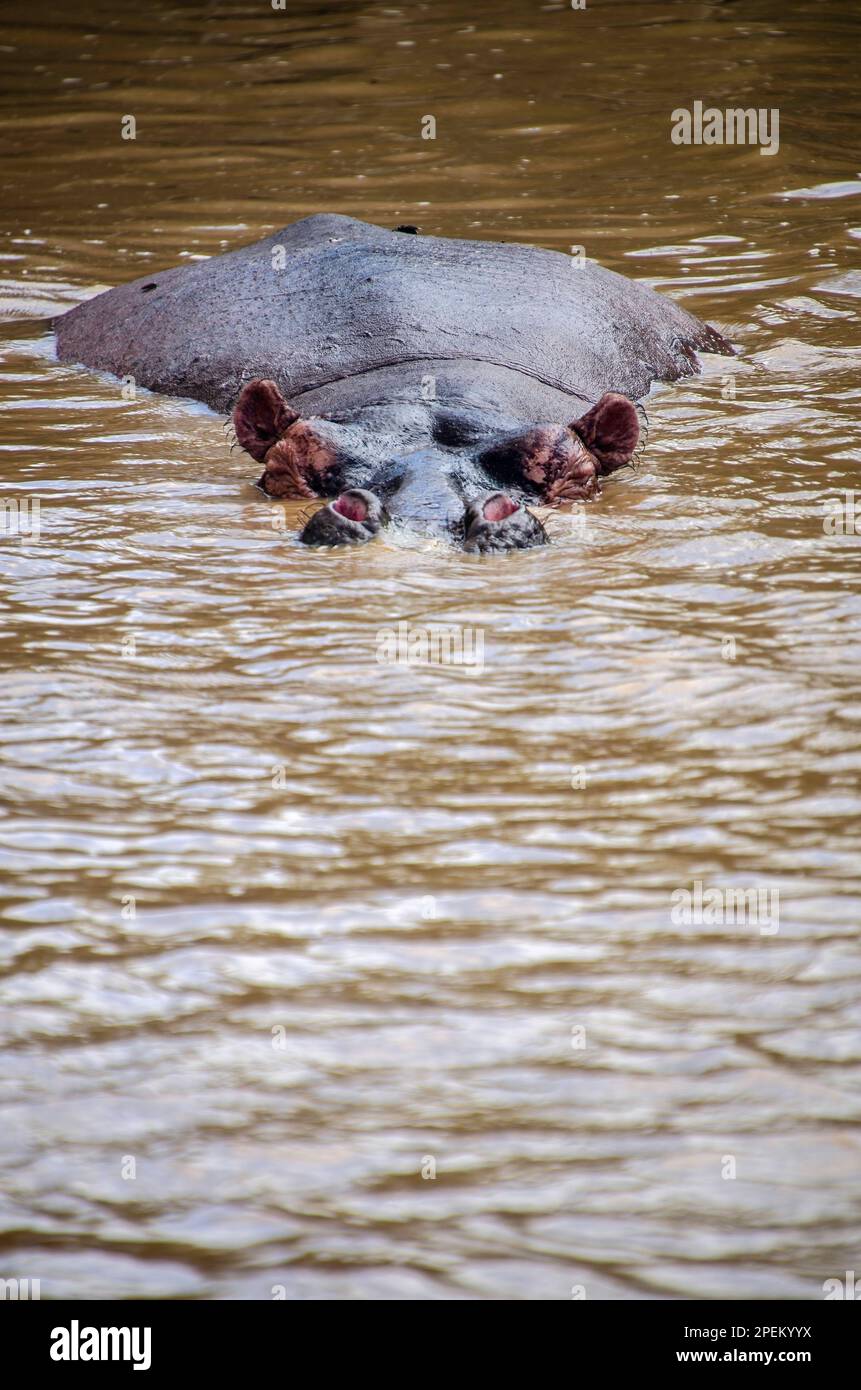 Vertikale Aufnahme eines Nilpferdes, das im Wasser schwimmt und dessen Kopf aus dem Wasser ragt Stockfoto