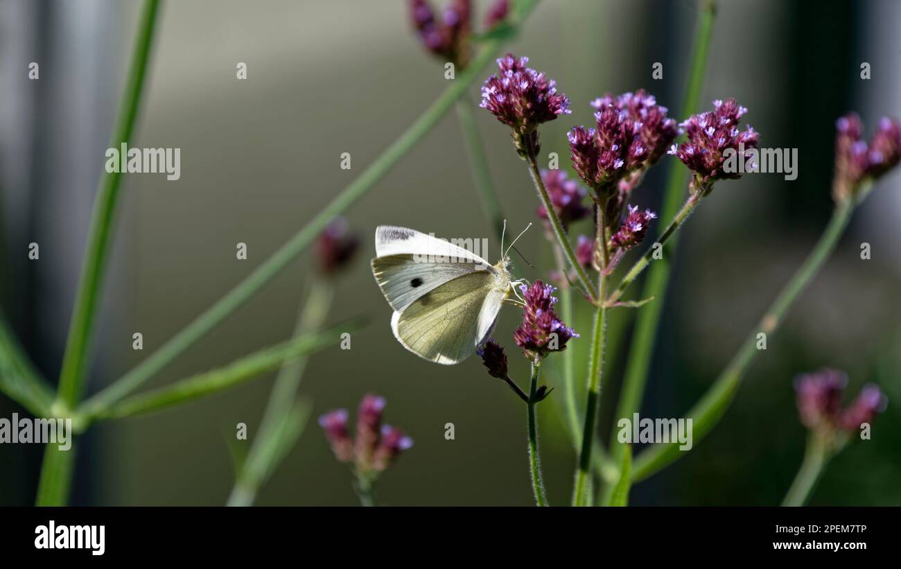 Ein weißer Schmetterling wird gerade von einer Blume abheben, wo sie gefüttert hat. Ihr Proboscis ist noch draußen und ihre Flügel sind sonnig. Stockfoto