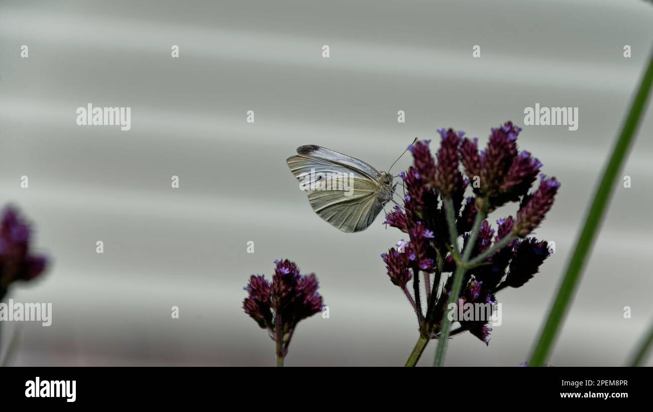 Die auffälligen Venen eines weißen Schmetterlings heben sich durch das Licht hervor. Er ist gerade mit dem Einzug beschäftigt. Stockfoto