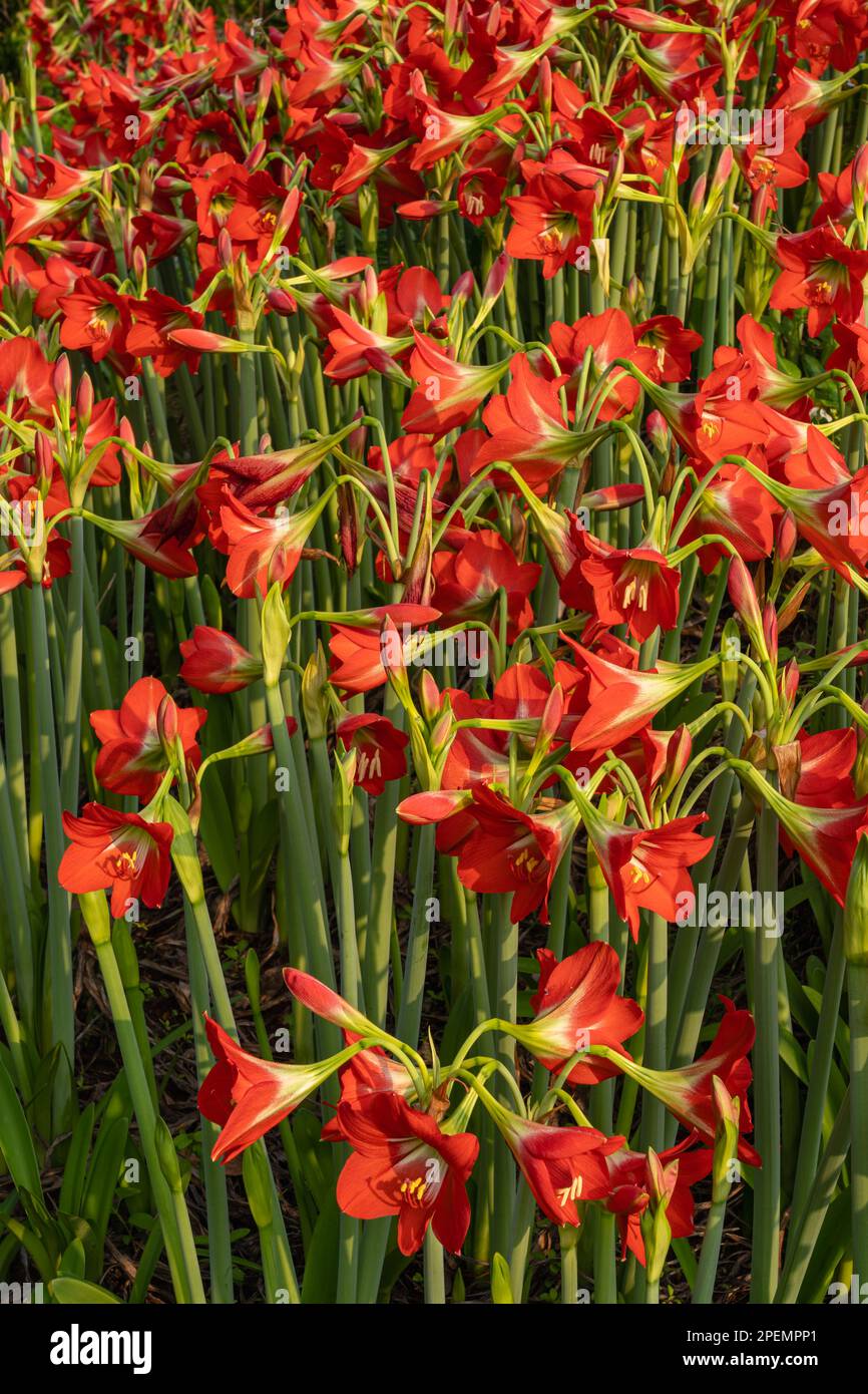 Blick aus der Nähe auf eine Gruppe von leuchtend roten Orangenblumen des tropischen hippeastrum puniceaum alias Barbados Lily, Osterlilie oder Kakaolilie, die im Freien blühen Stockfoto