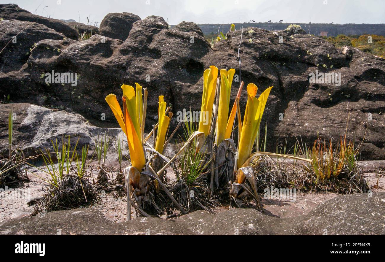Gelbe Pitcher des fleischfressenden Bromeliads Brocchinia reducta vor schwarzen Sandsteinfelsen auf Auyan Tepui, Venezuela Stockfoto