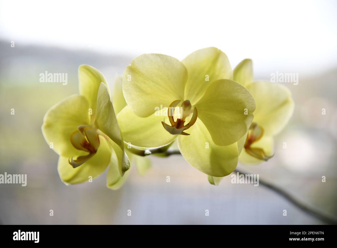 Orchideenblütenpflanze in Gelb Stockfoto