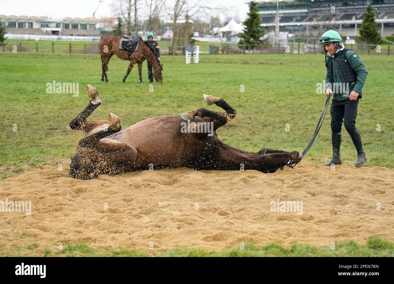 Ein Willie Mullins trainierte vor dem dritten Tag des Cheltenham Festivals auf der Cheltenham Racecourse Pferderollen auf den Galops. Foto: Donnerstag, 16. März 2023. Stockfoto