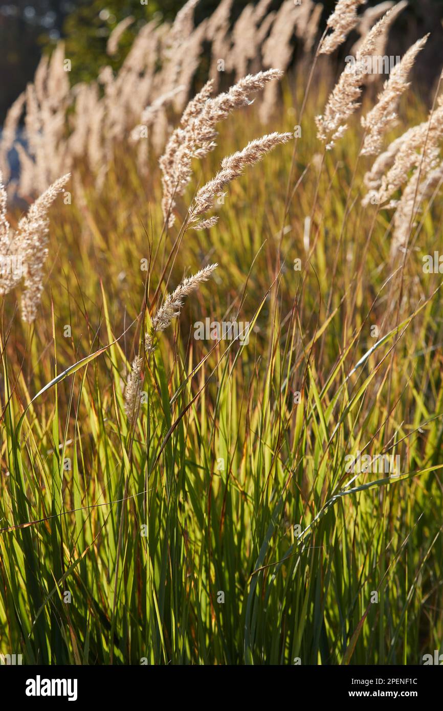 Schilfrogras in der Abendsonne Stockfoto