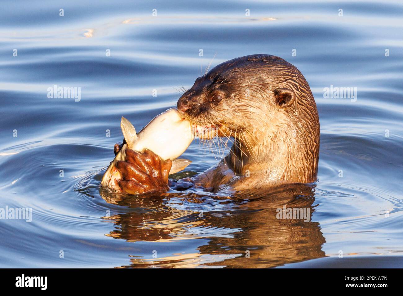 Ein glatt beschichteter Otter (Lutrogale perspicillata) fängt und isst einen Fisch auf dem Singapore River. Stockfoto