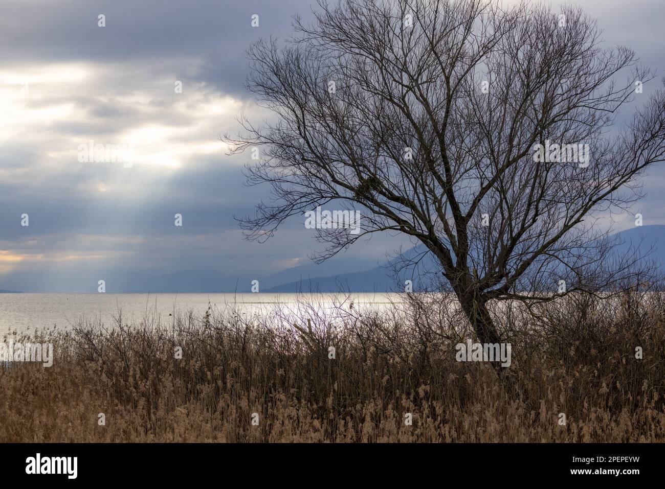 Ein einsamer Baum steht hoch vor dem Hintergrund turbulenter Wellen, die an einem stürmischen Tag gegen die Küste schlagen Stockfoto