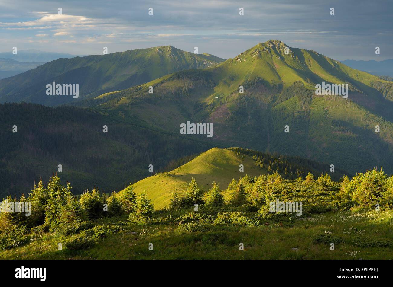 Sommerlandschaft in den Bergen. Morgenlicht Stockfoto