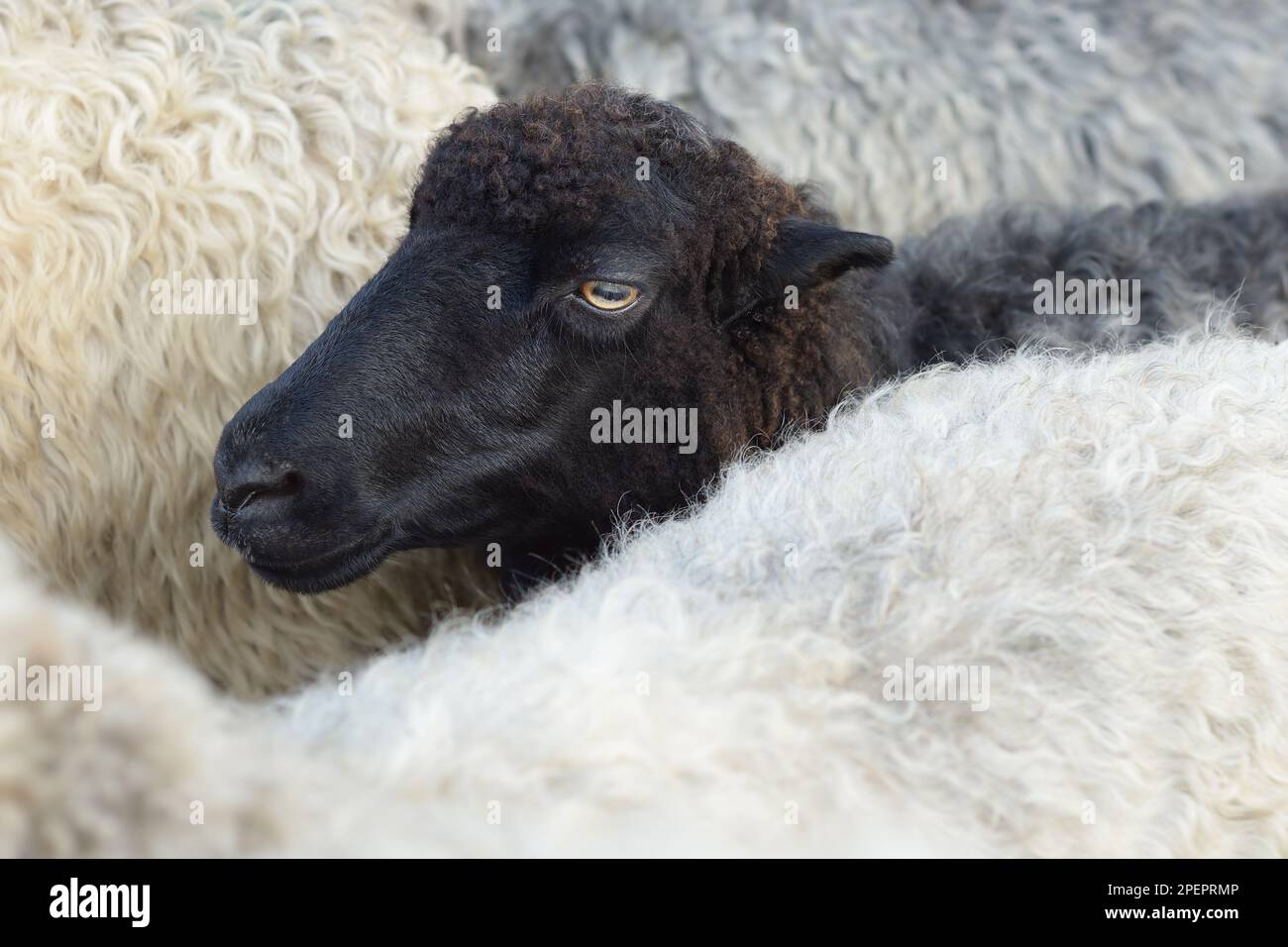 Maulkorb eines schwarzen Schafes in der Herde Stockfoto