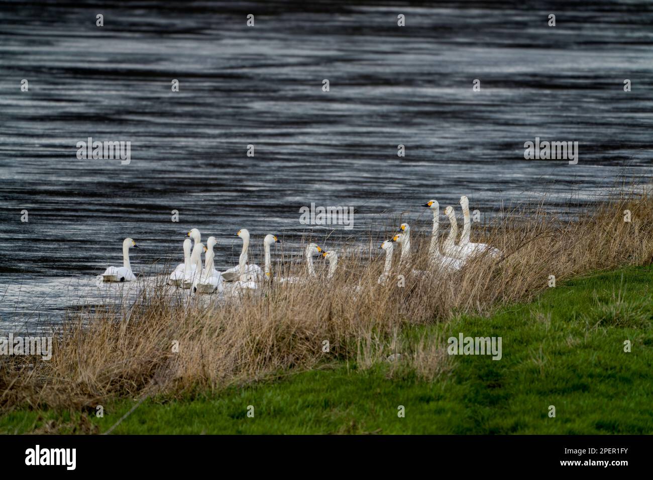 Whooper schwingt am Weser River, Wesertal, Oberes Weser Valley, Weser Uplands, Weserbergland, Hessen, Deutschland Stockfoto