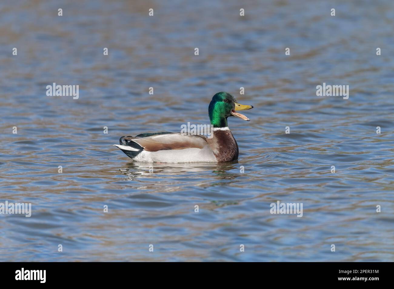 Mallard, Ente, Anas platyrhynchos, Schwimmen auf einem See, aus nächster Nähe, im Frühling in großbritannien Stockfoto