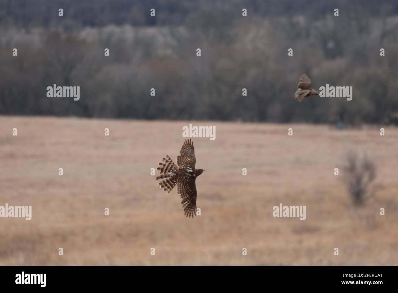 Zwei nördliche Goshawks fliegen über eine grasbedeckte Landschaft mit goldenem Sonnenlicht Stockfoto