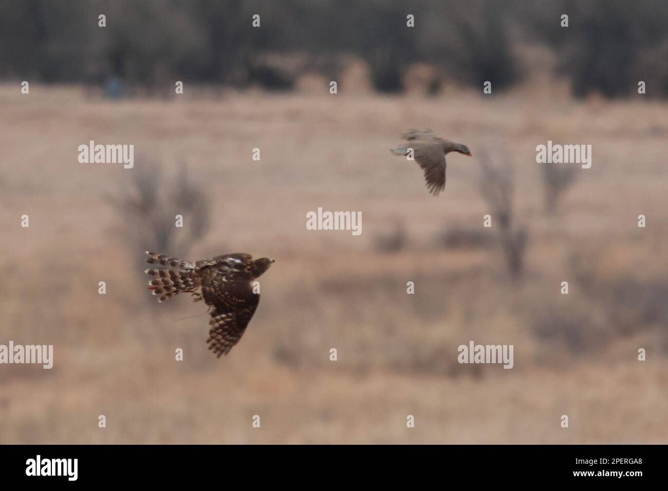 Zwei nördliche Goshawks fliegen über eine grasbedeckte Landschaft mit goldenem Sonnenlicht Stockfoto