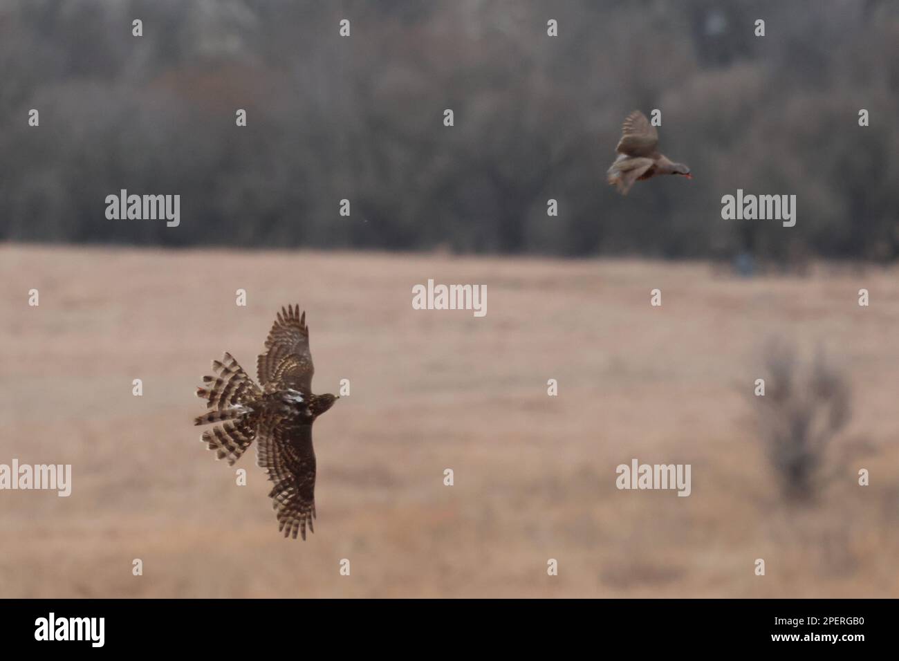 Zwei nördliche Goshawks fliegen über eine grasbedeckte Landschaft mit goldenem Sonnenlicht Stockfoto